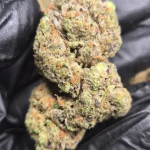 Exotic Indoor Flower