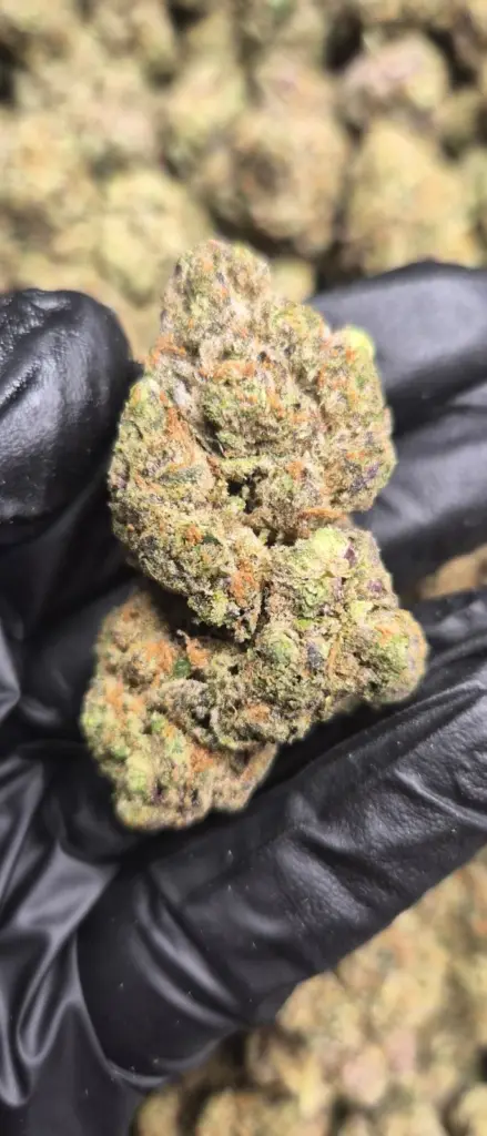 Exotic Indoor Flower
